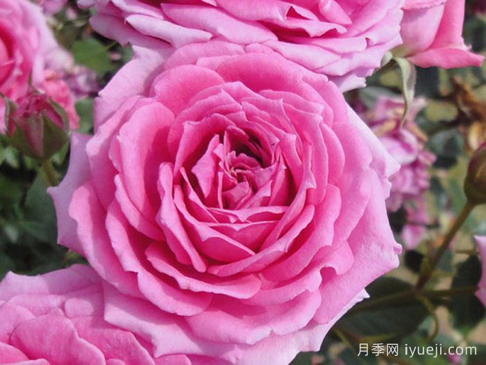 不眠芳香月季Overnight Scentsation(图1)