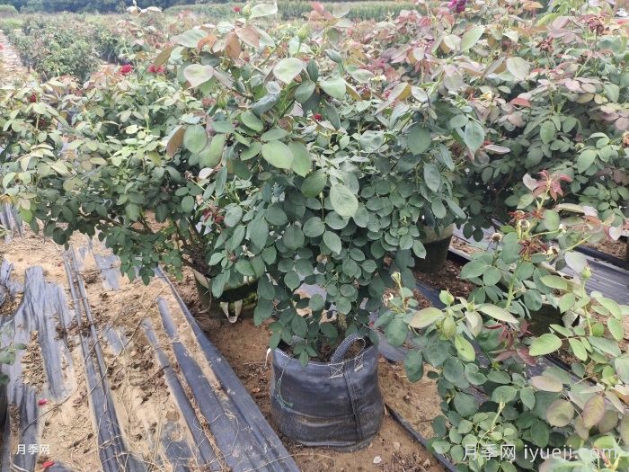 园林月季老化的应对办法(图1)