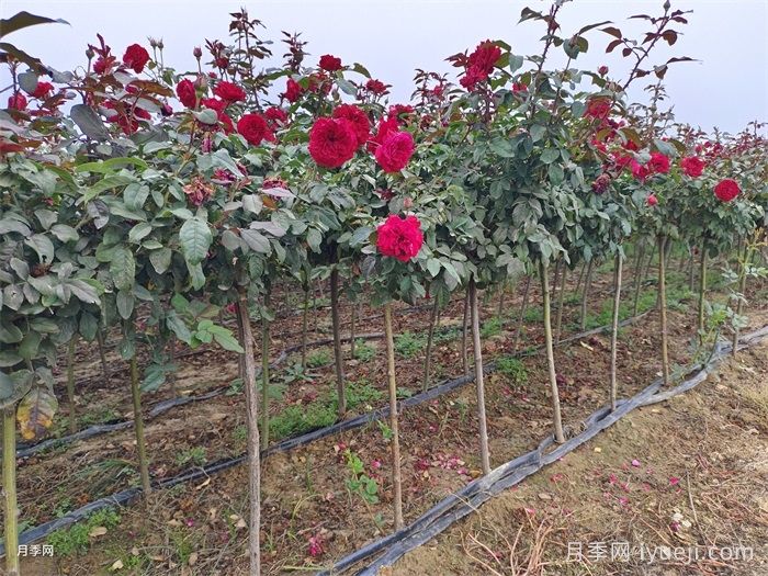 方城博望镇：月季种植致富，为乡村按下美颜键(图1)