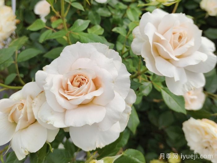 歌剧皇后月季介绍及优缺点(图1)