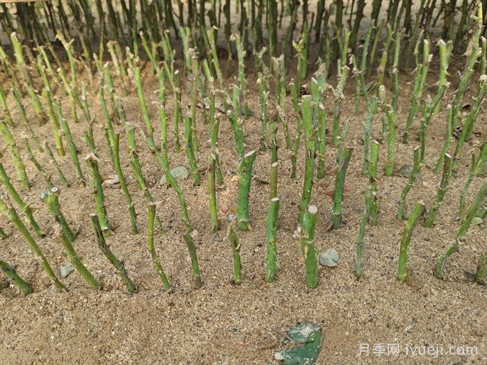 南阳月季沙床扦插培育为什么在冬季进行？(图1)