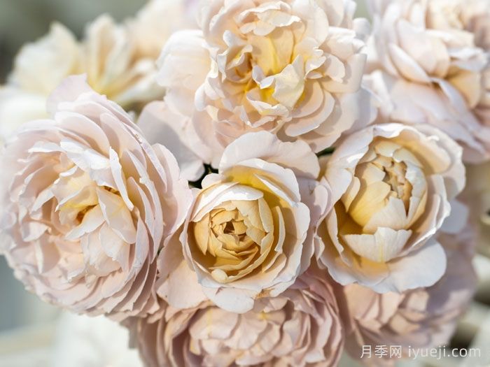 烟霞客月季(图2)