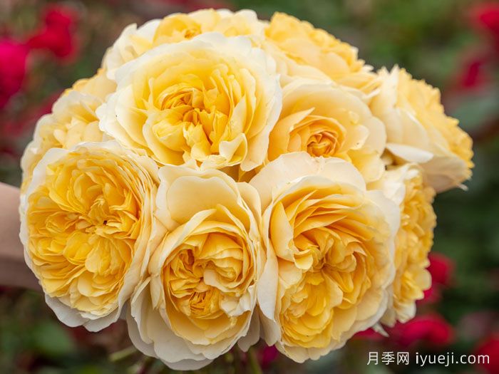 鹅黄月季(图3)