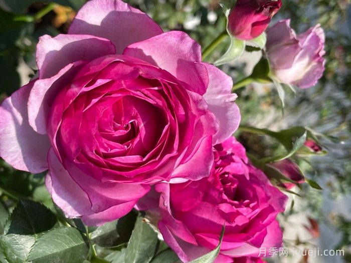 点红梅月季(图3)