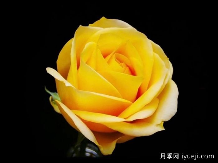 云南培育的月季，为什么火遍海内外？(图2)