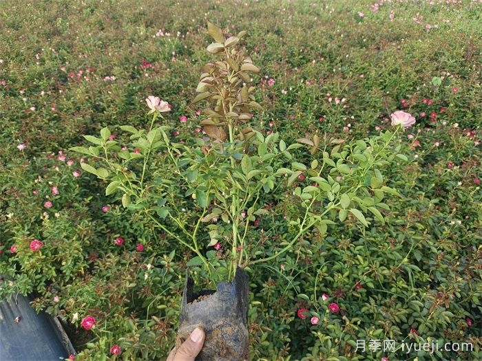月季牙签苗的日常养护(图2)