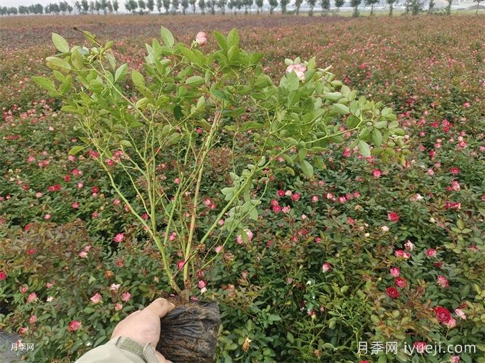 月季花的最佳移栽时机与养护秘籍(图3)
