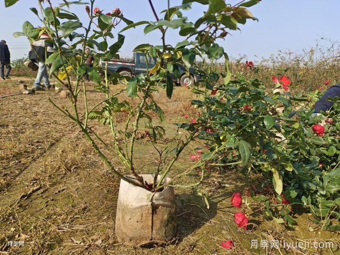 月季新苗收到如何养？关于换盆缓苗施肥浇水(图2)