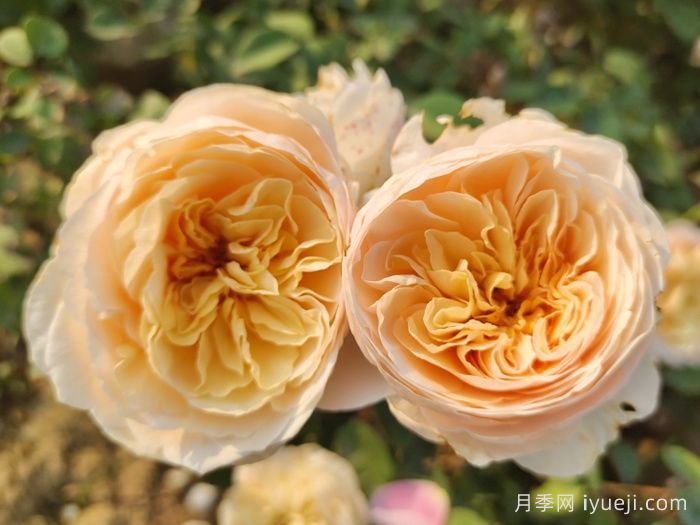 一分钟了解玫瑰(图2)