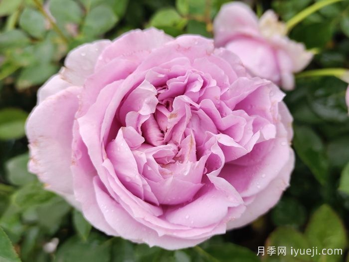 精选35种绝美月季，一个比一个漂亮(图6)