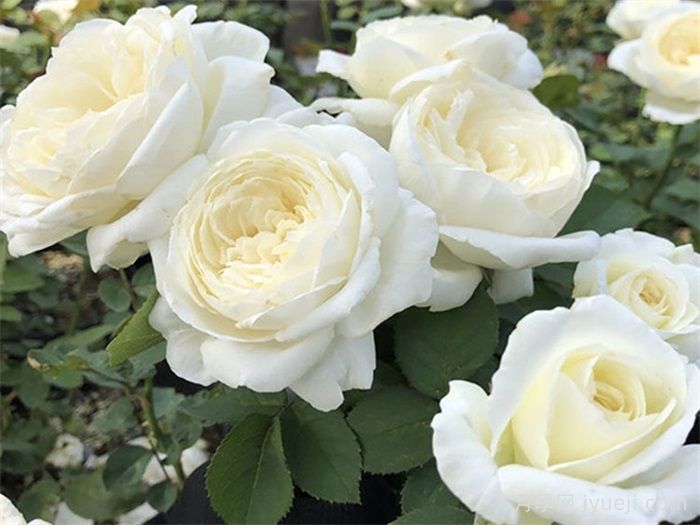 精选35种绝美月季，一个比一个漂亮(图9)