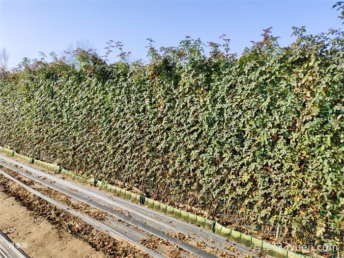 冬季月季叶子发黄怎么办？(图1)