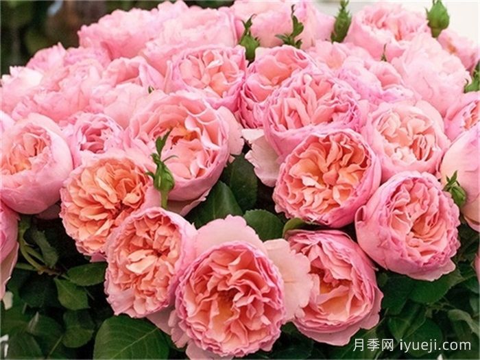 法国月季的摩纳哥公主、摩纳哥公爵、摩纳哥王妃夏琳是什么关系？(图3)