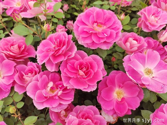 月季网热门月季品种大全(2026年)(图3)