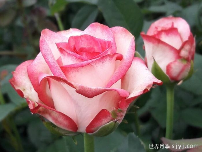 帕洛玛月季/帕罗马Paloma(图1)