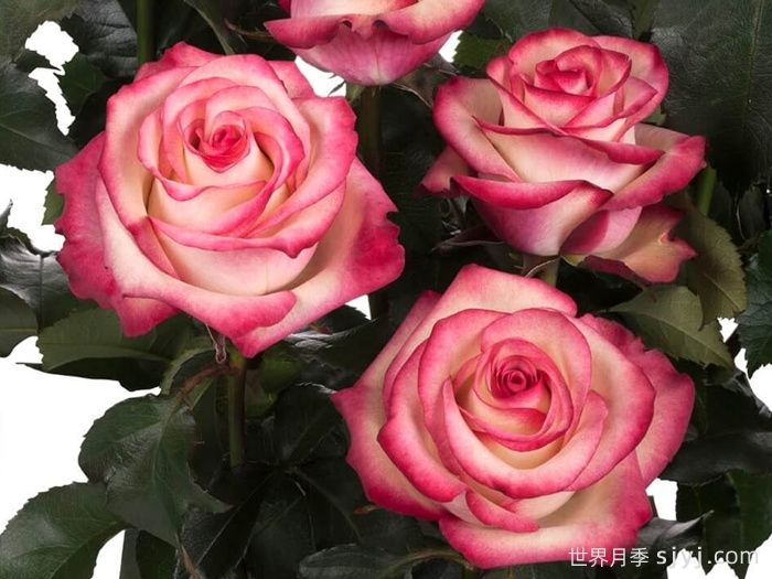 帕洛玛月季/帕罗马Paloma(图2)