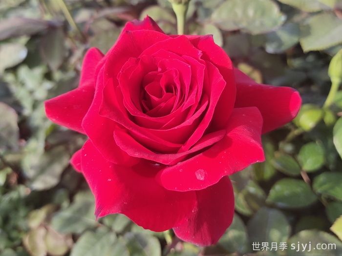 梅朗口红月季/梅郎口红Rouge(图4)