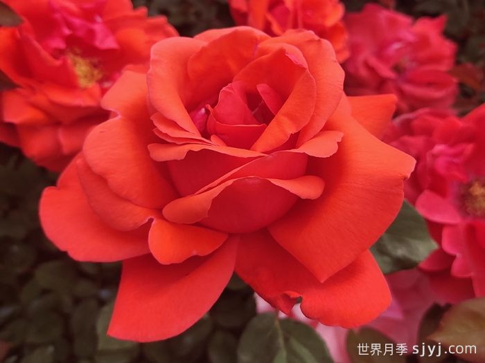 绯扇月季/菲扇Hiogi(图2)