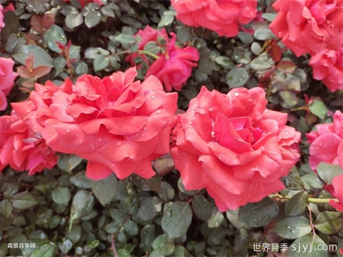 绯扇月季/菲扇Hiogi(图6)