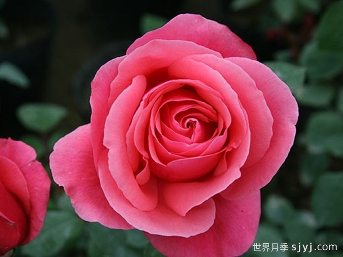 粉扇月季Pink Hiogi(图2)