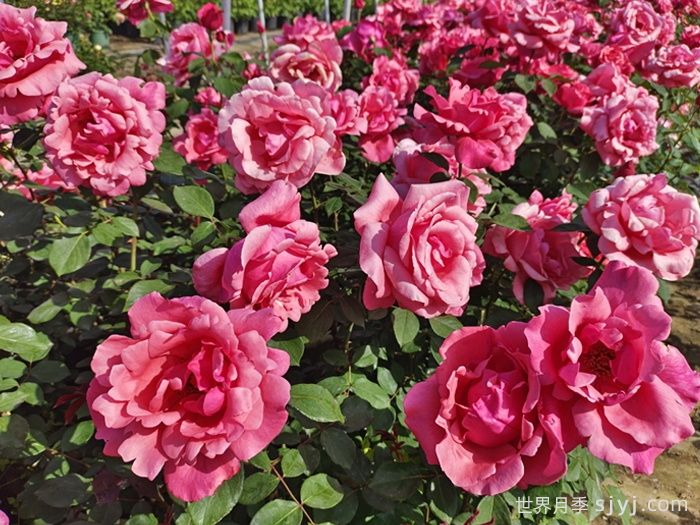 粉扇月季Pink Hiogi(图3)