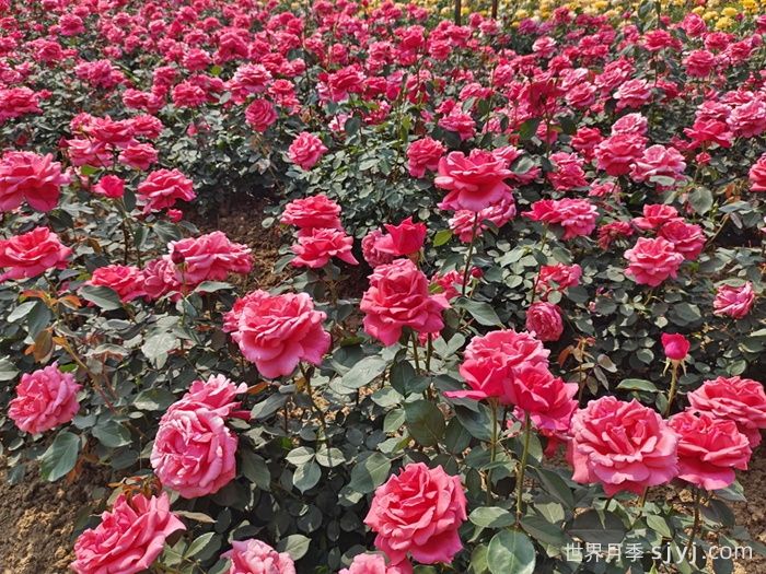 粉扇月季Pink Hiogi(图4)