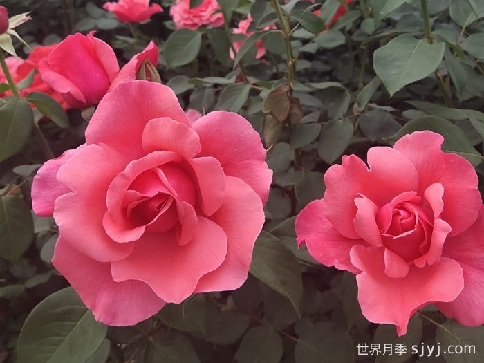 粉扇月季Pink Hiogi(图5)