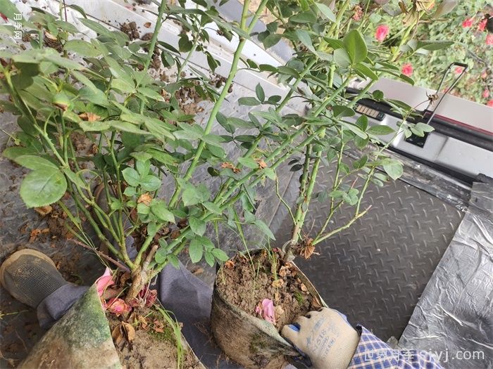 粉扇月季Pink Hiogi(图8)