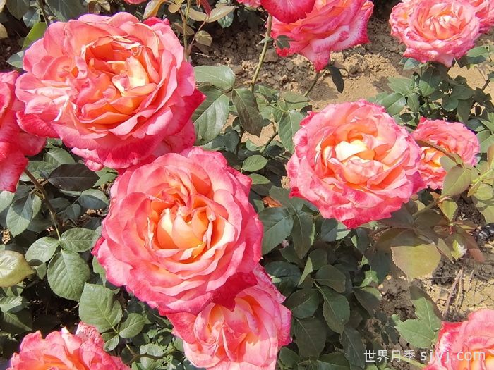 彩云月季Saiun(图4)