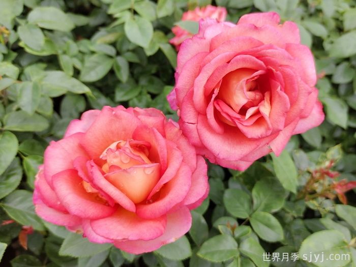 彩云月季Saiun(图5)