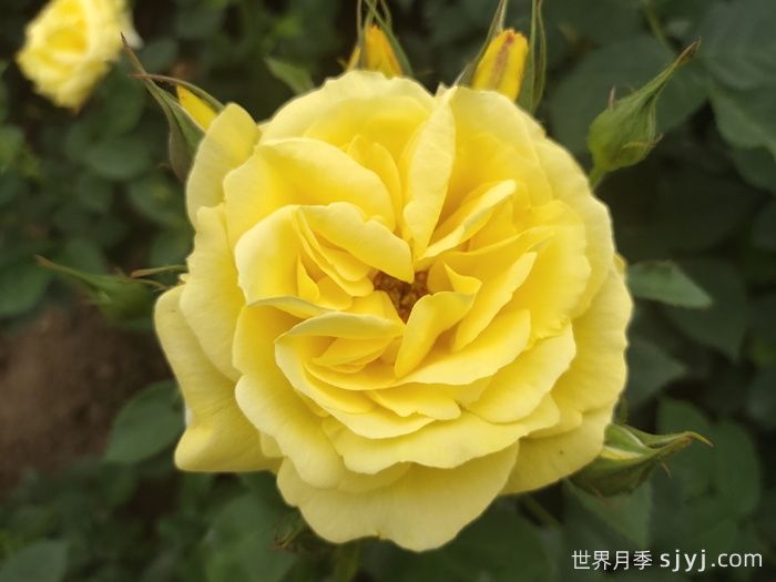 金凤凰月季Golden Scepter(图2)