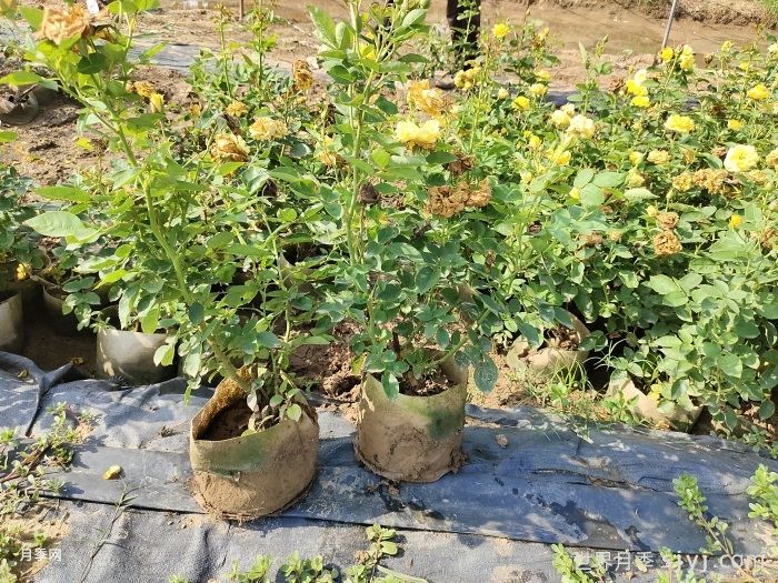 金凤凰月季Golden Scepter(图8)