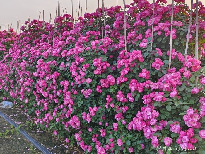 安吉拉月季Angela(图7)