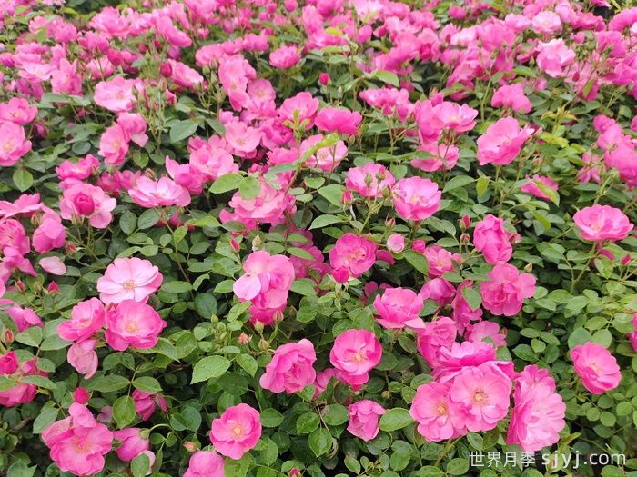 安吉拉月季Angela(图9)