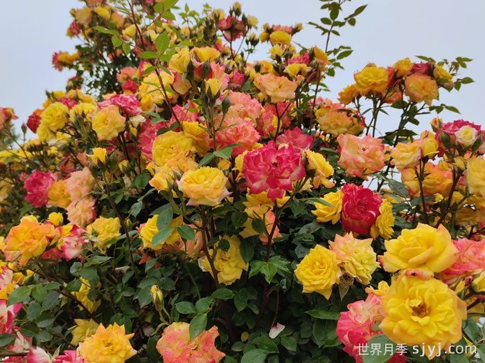 藤彩虹月季Cl Rainbows End(图1)