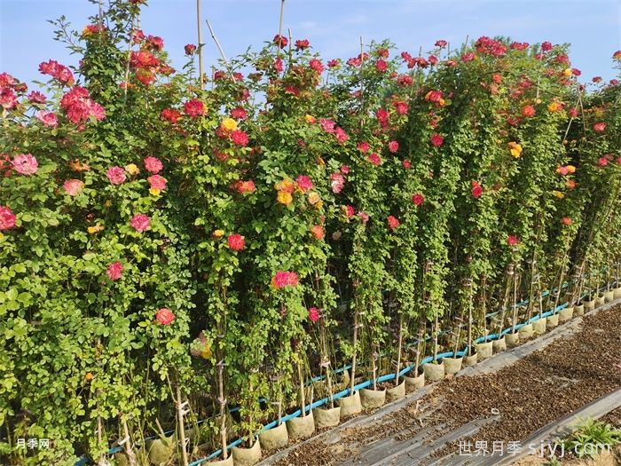 藤彩虹月季Cl Rainbows End(图6)