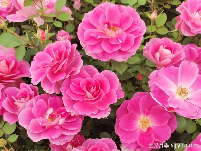 仙境月季Carefree Wonder(图2)