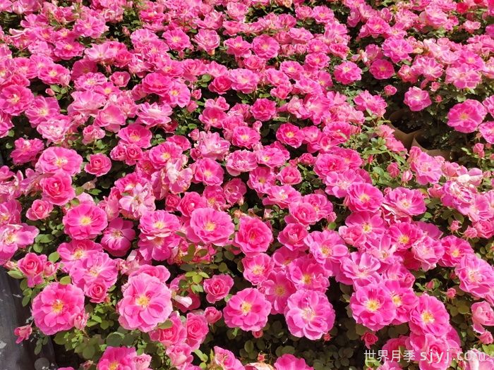 仙境月季Carefree Wonder(图3)