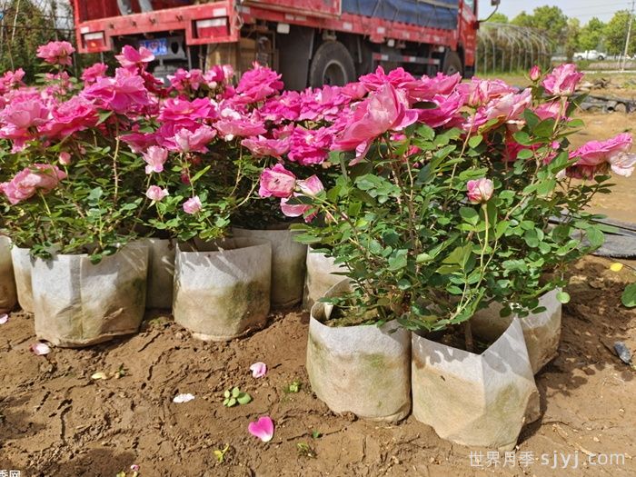 仙境月季Carefree Wonder(图6)