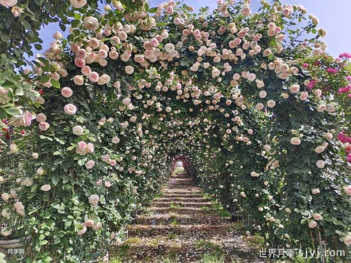 粉色龙沙宝石月季/粉龙/龙沙宝石Rose Eden(图8)