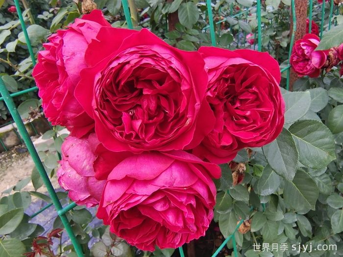 红色龙沙宝石月季/红龙月季Red Eden(图4)