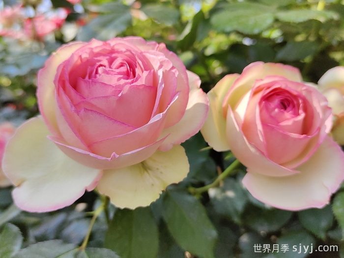 粉色龙沙宝石月季/粉龙/龙沙宝石Rose Eden(图4)