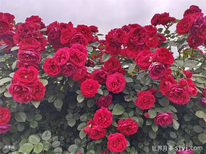 弗洛伦蒂娜月季/蒂娜/佛罗伦萨Florentina(图2)