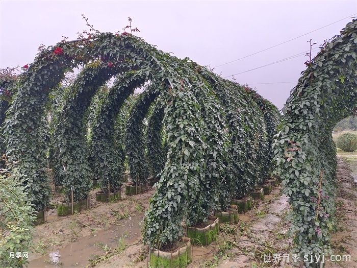 弗洛伦蒂娜月季/蒂娜/佛罗伦萨Florentina(图7)