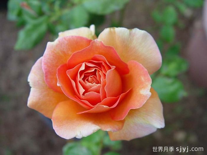 贝蒂娜月季Bettina1935(图2)