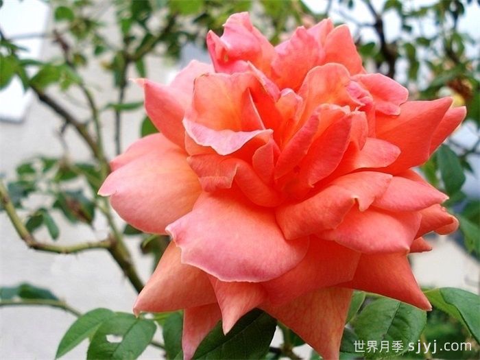 藤本贝蒂娜月季/登山者贝蒂娜月季Grimpant Bettina(图1)