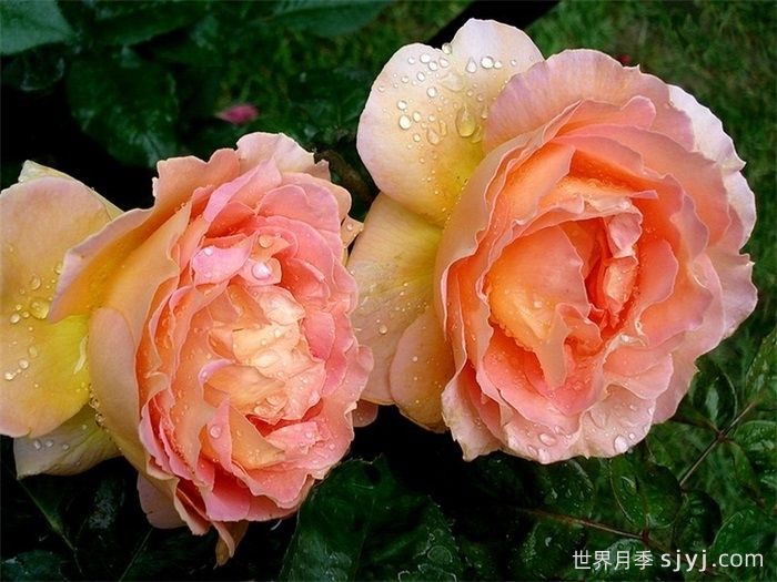 贝蒂娜月季Bettina2009(图1)