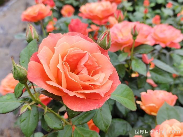 红从容月季/红丛蓉Red Velvet(图3)