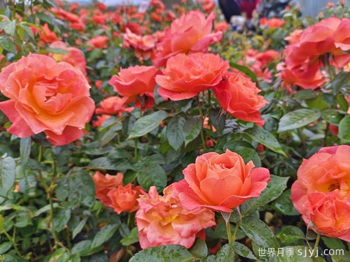 红从容月季/红丛蓉Red Velvet(图4)