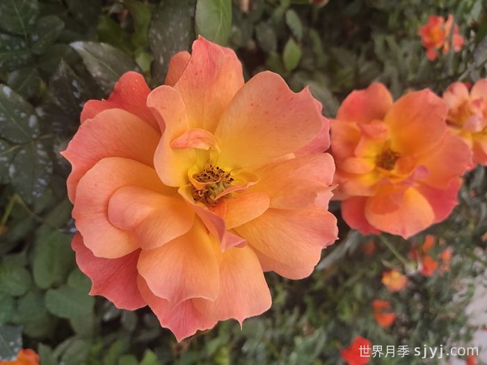 红从容月季/红丛蓉Red Velvet(图5)